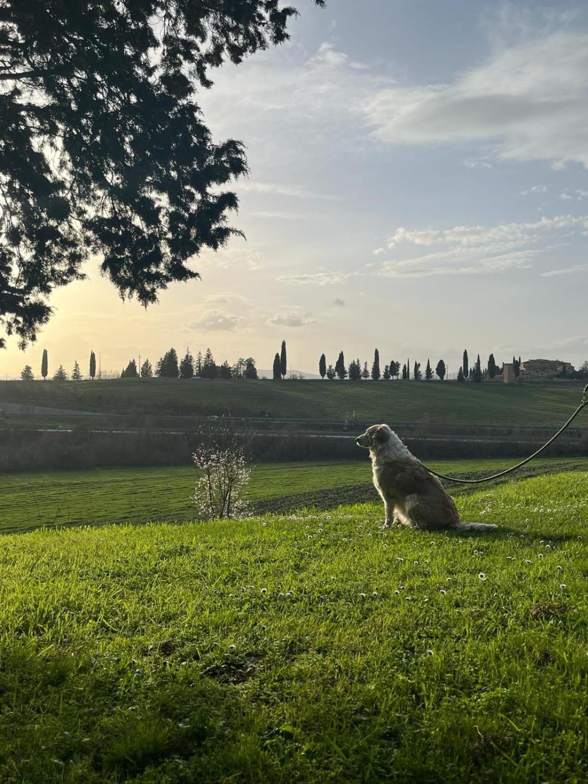 Agriturismo La Torre Di Monsindoli Siena Bagian luar foto